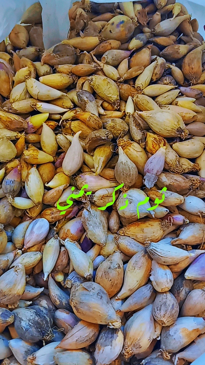 ثوم ذكر يمني