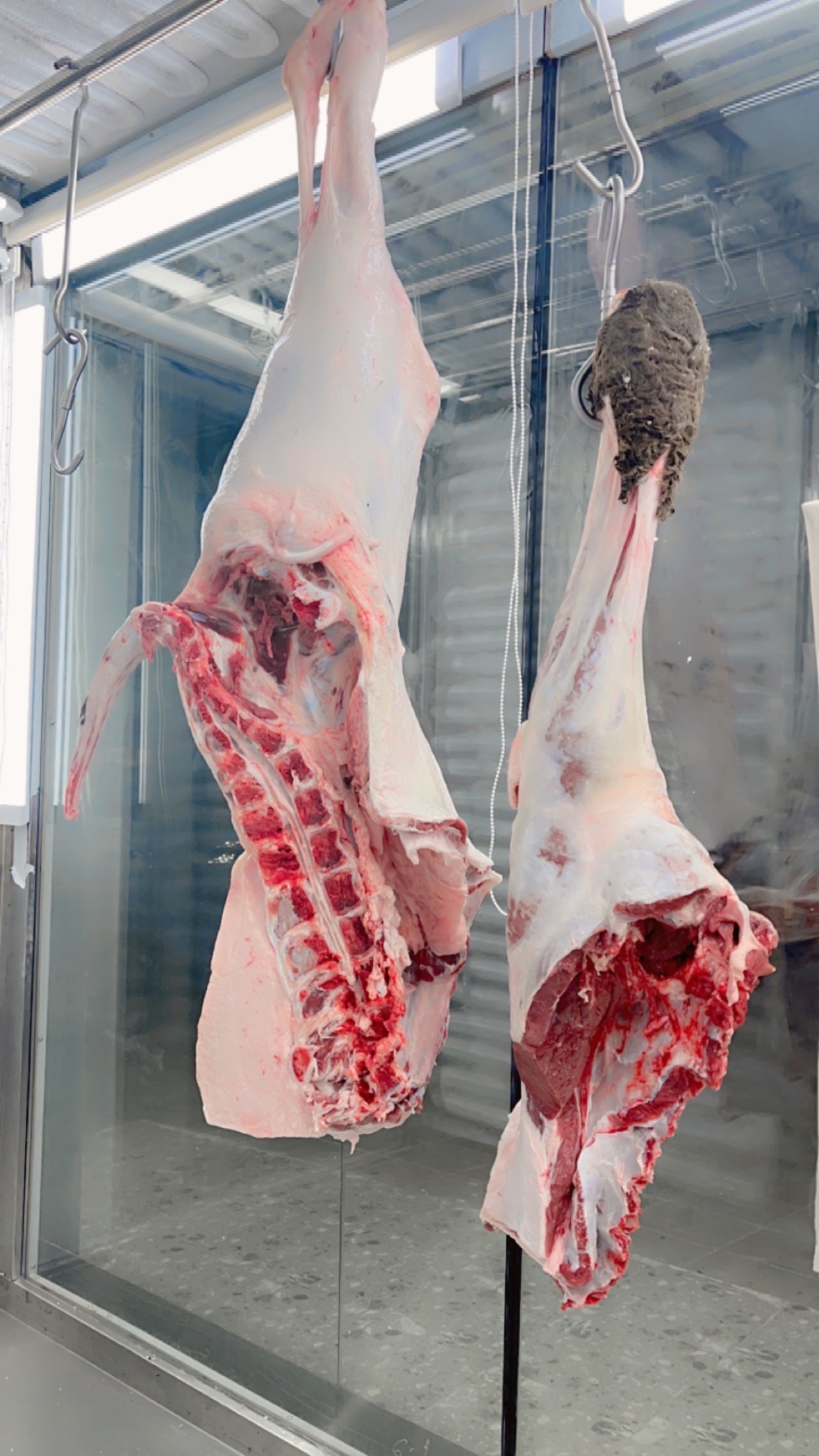 كيلو حاشي لياني