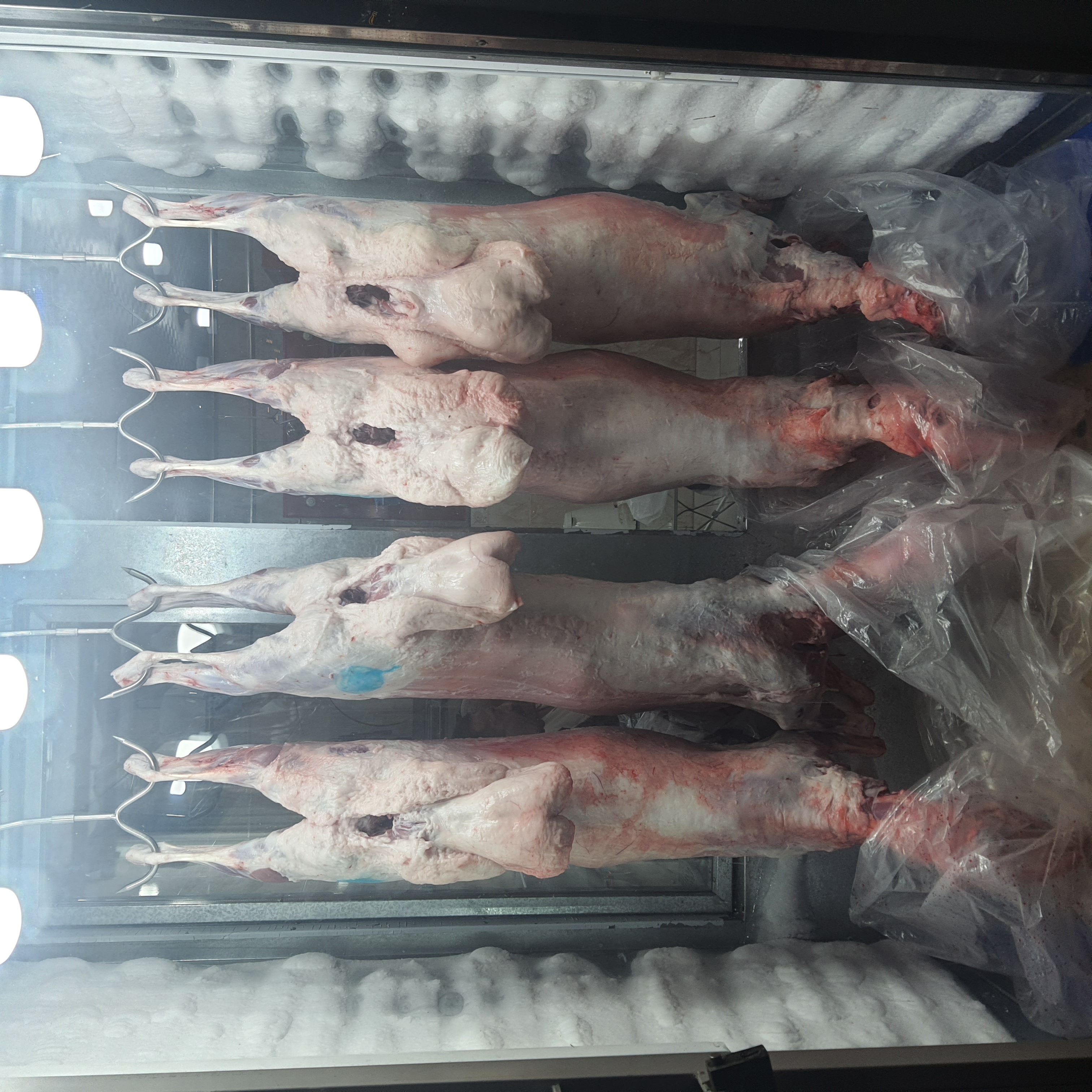 خاروف نعيمي بلدي