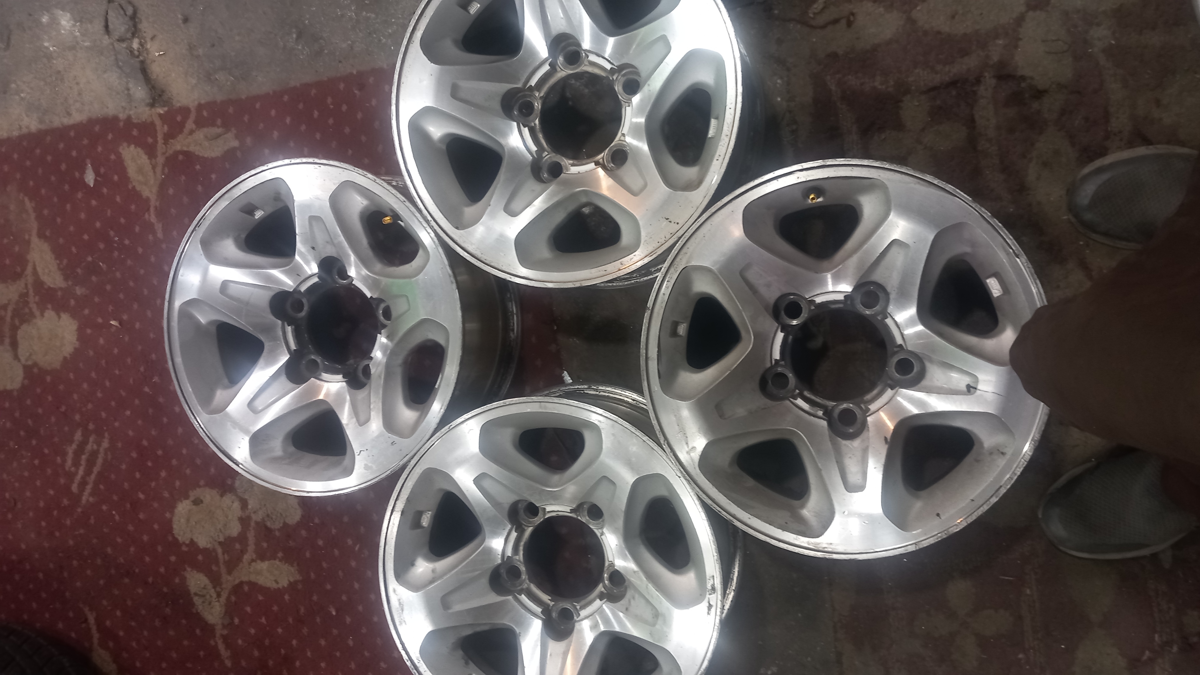 جنوط وكاله حق شاس رفرف