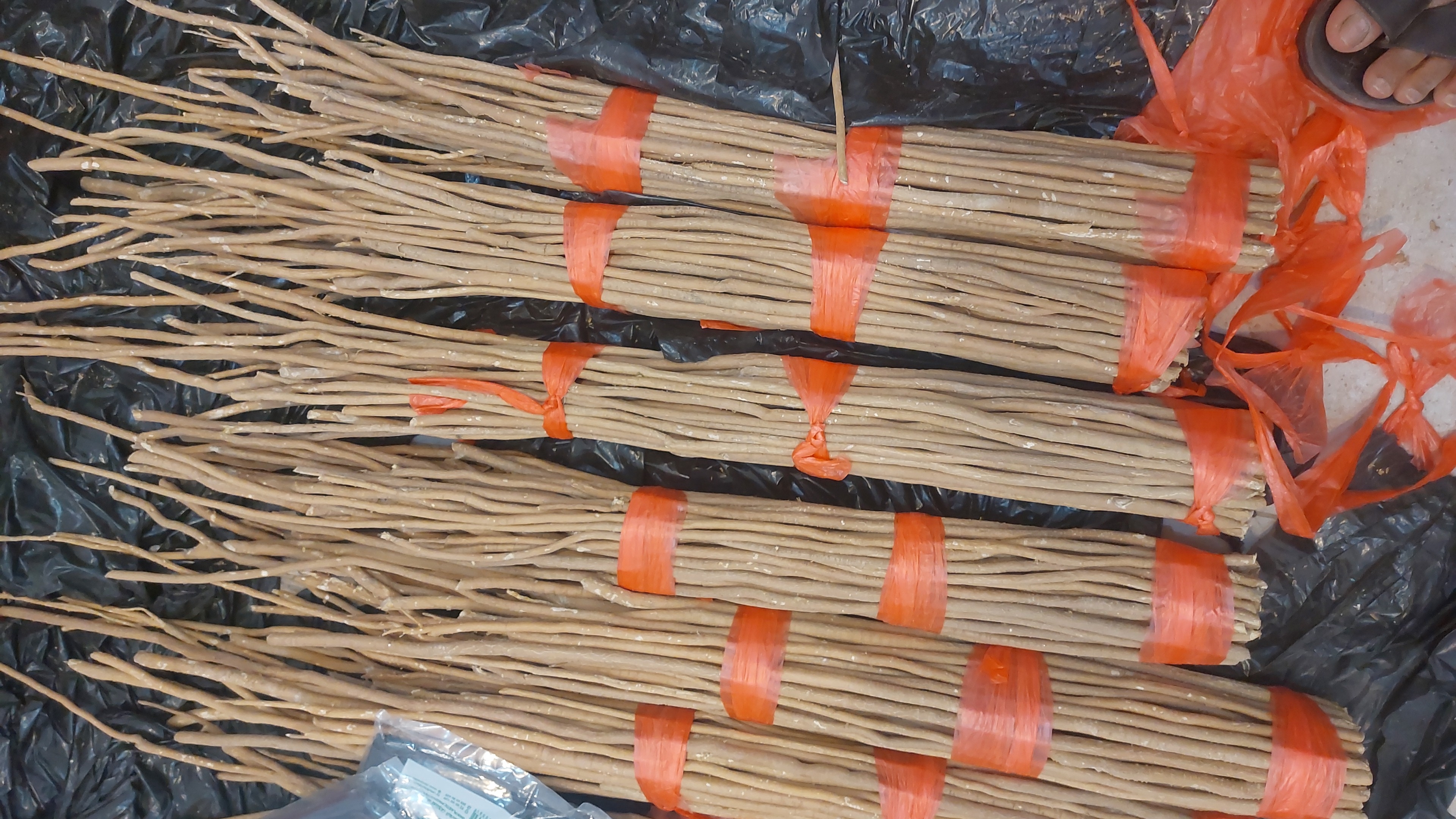 مساويك طازجه