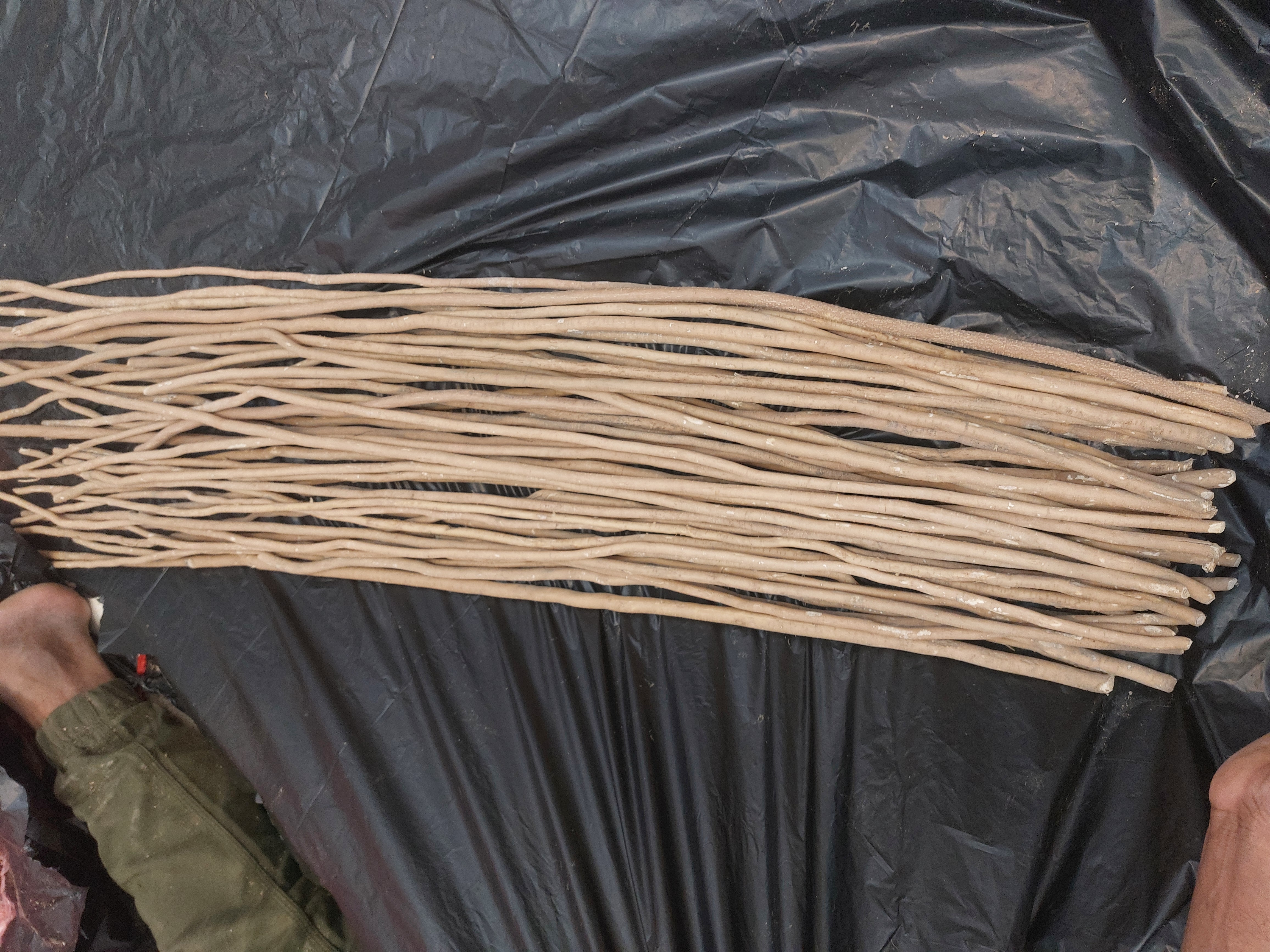 مساويك طازجه