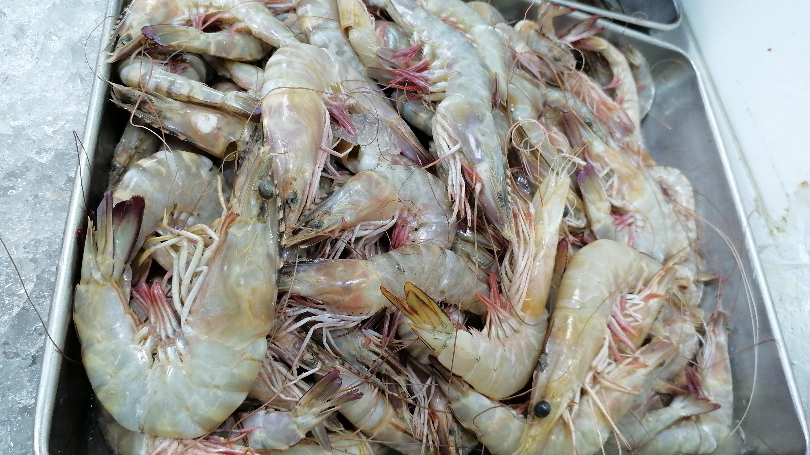 روبيان بحری مشکل