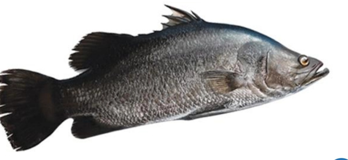 قاروص( سی باس)